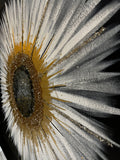 "Ray of Light" 36x36