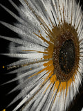 "Ray of Light" 36x36