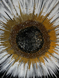 "Ray of Light" 36x36